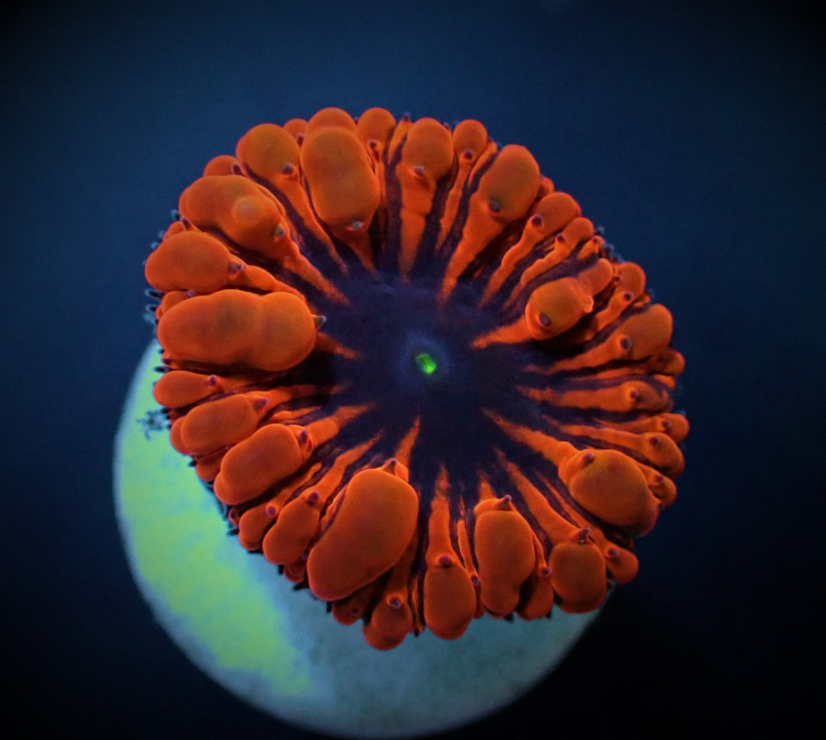 Blastomussa wellsi (Red) (2 hds.) (frag)
