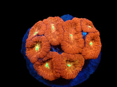 Blastomussa wellsi (Red) (Ultra) pb 077