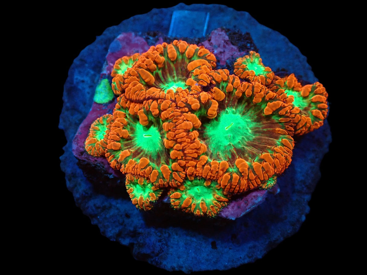 Blastomussa wellsi (Red) (Ultra) pb 292