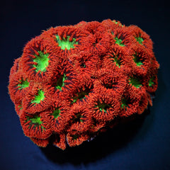 Blastomussa wellsi (Ultra) (8-9 hds.)