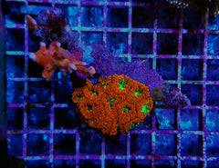Blastomussa wellsi (Ultra) (4-5 hds.)