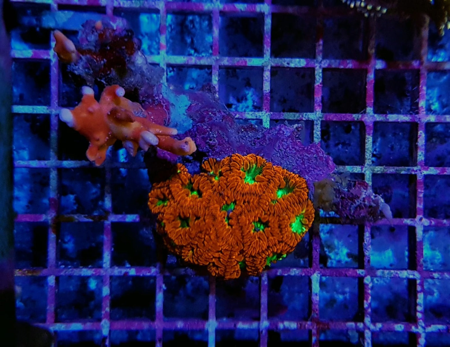 Blastomussa wellsi (Ultra) (15-17 hds.)