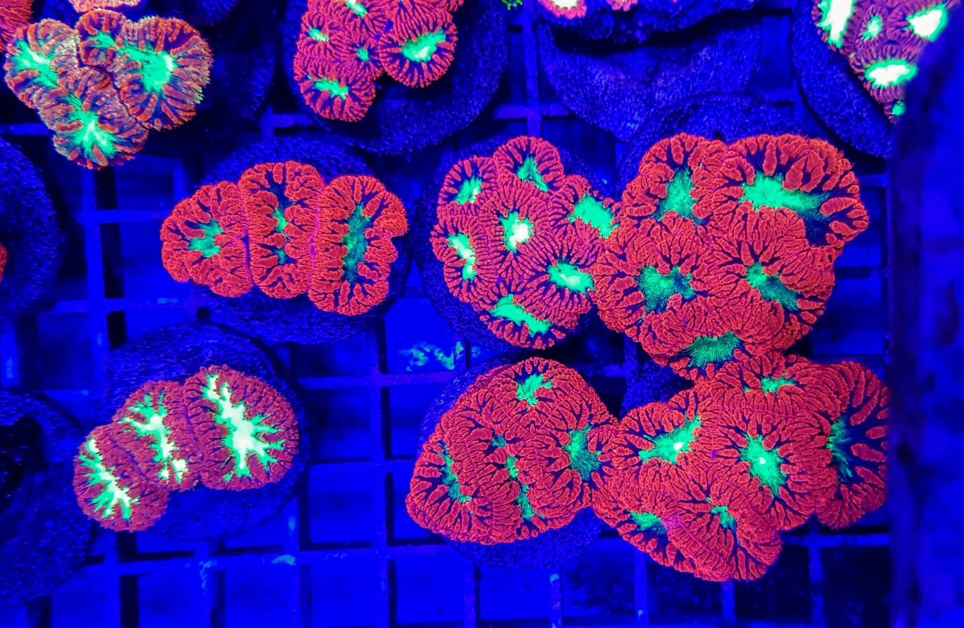 Blastomussa wellsi (Ultra) (6-7 hds.)