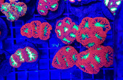Blastomussa wellsi (Ultra) (6-7 hds.)