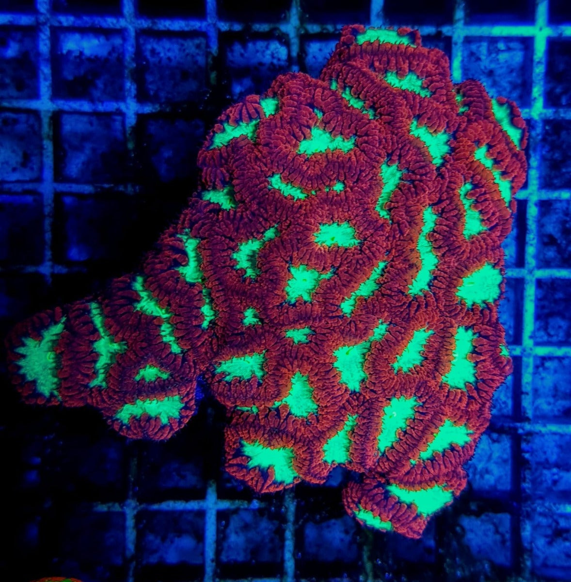 Blastomussa wellsi (Ultra) (18-20 hds.)