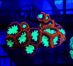Blastomussa wellsi (Ultra) (4-5 hds.)