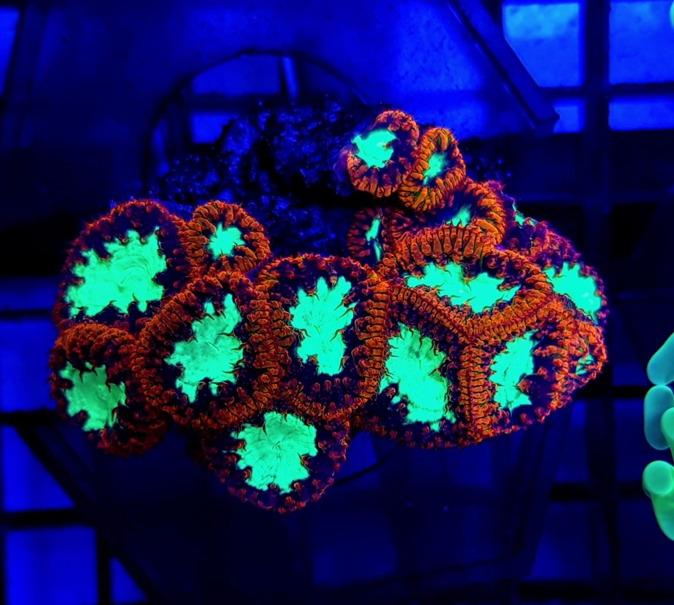 Blastomussa wellsi (Ultra) (8-9 hds.)