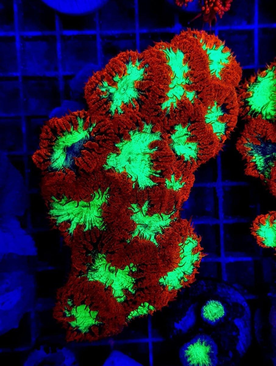 Blastomussa wellsi (Ultra) (8-9 hds.)