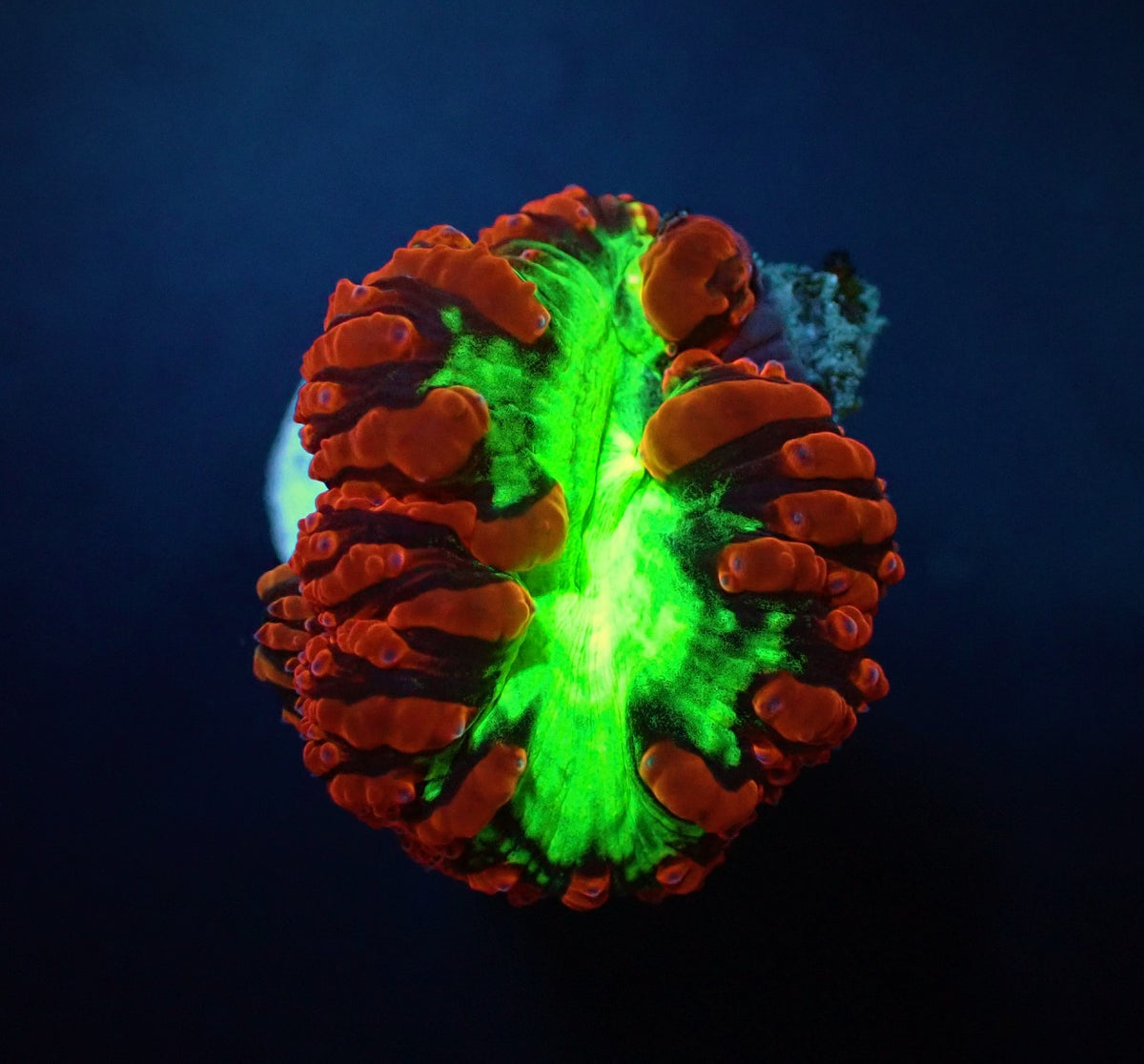 Blastomussa wellsi (Ultra) (2 hds.) (frag)