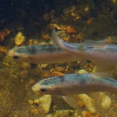 Leuciscus idus   Blauwe winde 8-10 @