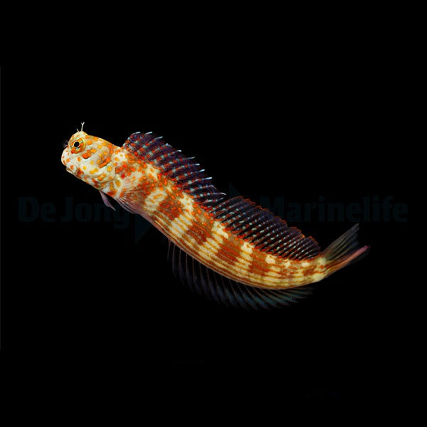 Blenniella chrysospilos