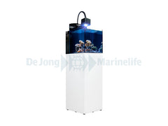 Aquarium Blenny