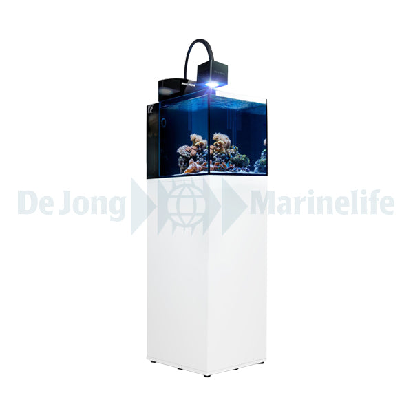 Aquarium Blenny
