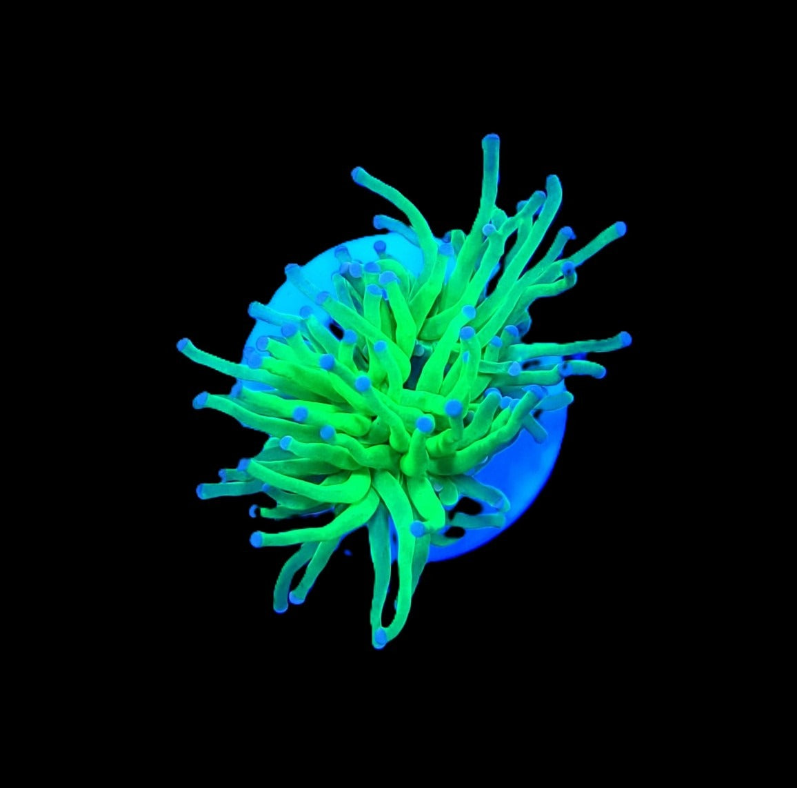 Euphyllia glabrescens (Blueberry) (1 hd.)