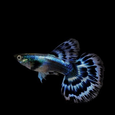 Guppy Ivory blue ECO
