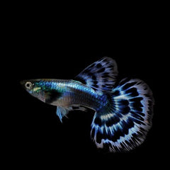 Guppy Ivory blue ECO
