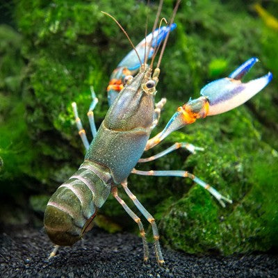 Cherax lorentzi-Papua Blue Kong Crayfish