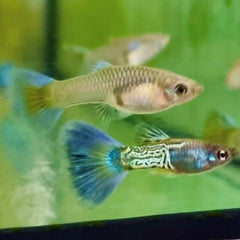 Guppy metal blue lace ECO