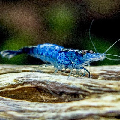Neocaridina denticulate blue rili shrimp