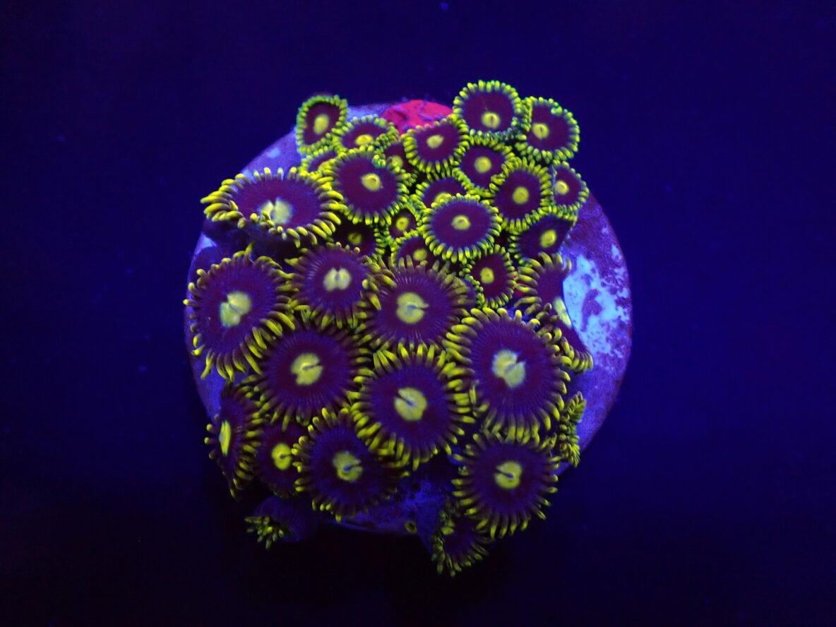 Zoanthus spp. (Blueberry Pie) (frag)