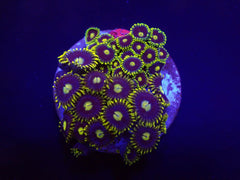 Zoanthus spp. (Blueberry Pie) (frag)