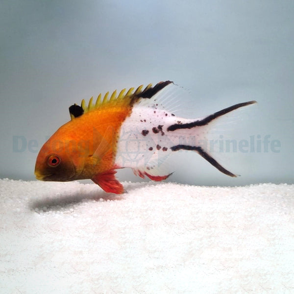 Bodianus anthioides