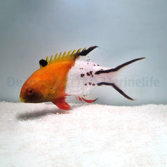 Bodianus anthioides