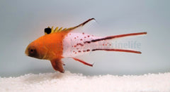 Bodianus anthioides