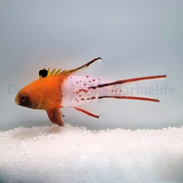 Bodianus anthioides