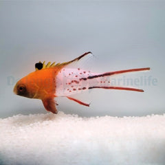 Bodianus anthioides