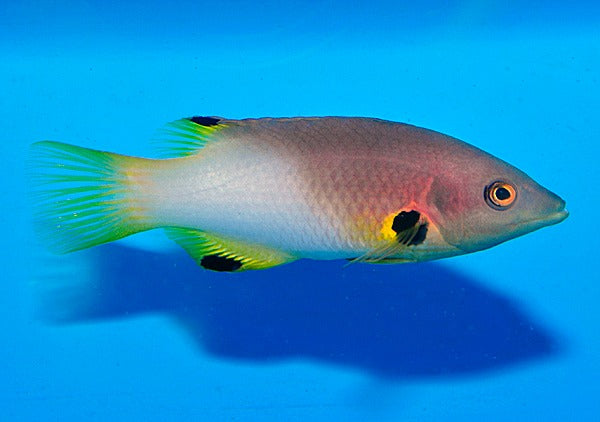 Bodianus axillaris