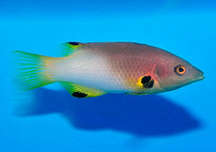 Bodianus axillaris