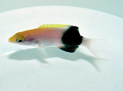 Bodianus bilunulatus