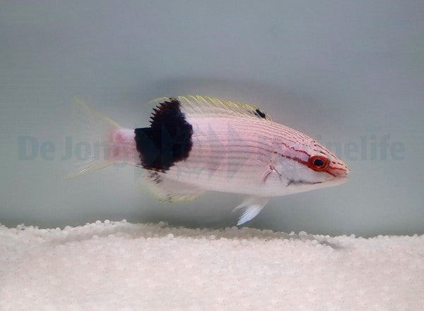 Bodianus bilunulatus