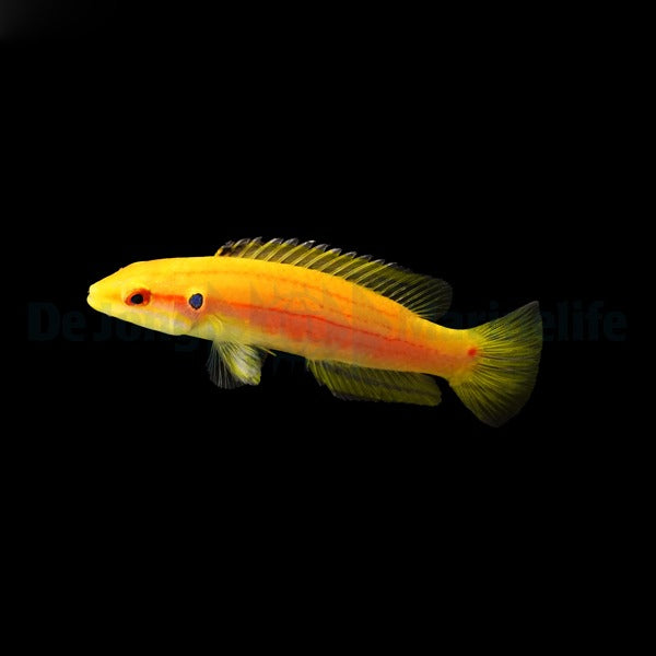 Bodianus bimaculatus