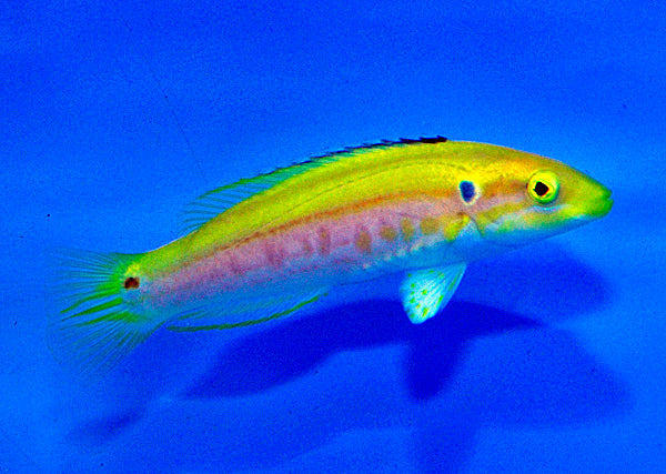Bodianus bimaculatus