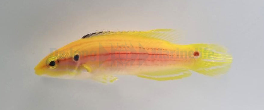 Bodianus bimaculatus