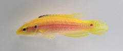 Bodianus bimaculatus