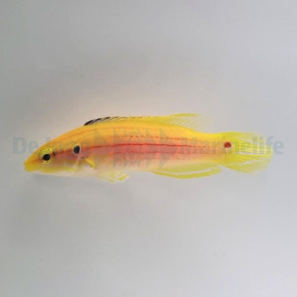 Bodianus bimaculatus