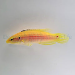 Bodianus bimaculatus
