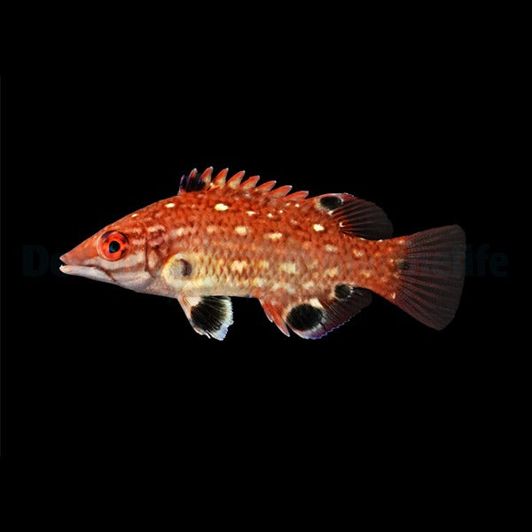 Bodianus diana