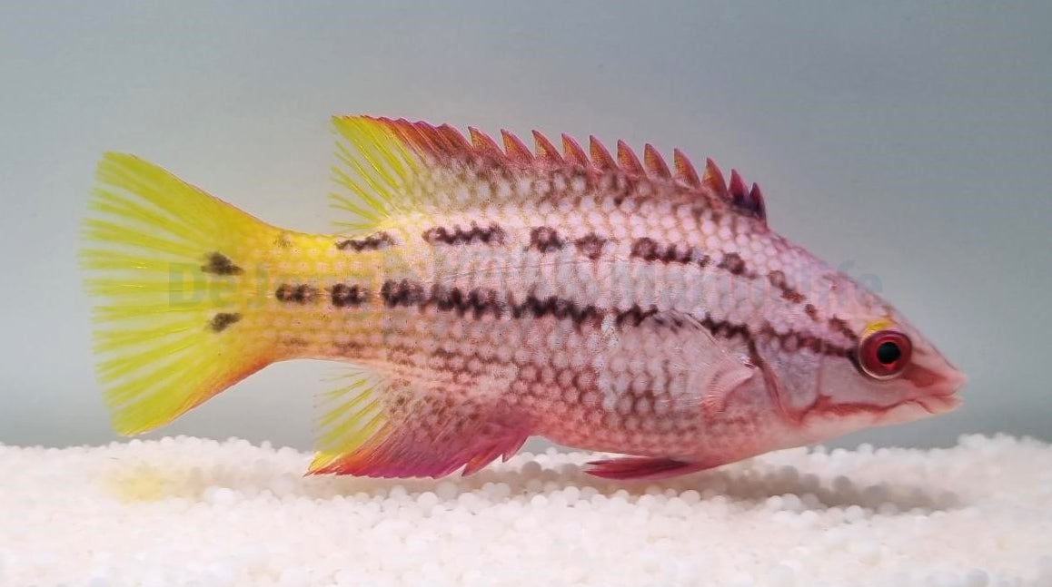 Bodianus diplotaenia