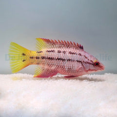 Bodianus diplotaenia