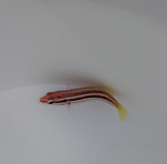 Bodianus izuensis