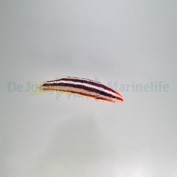Bodianus izuensis