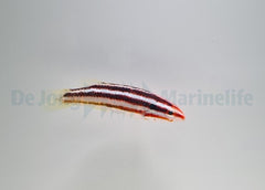 Bodianus izuensis