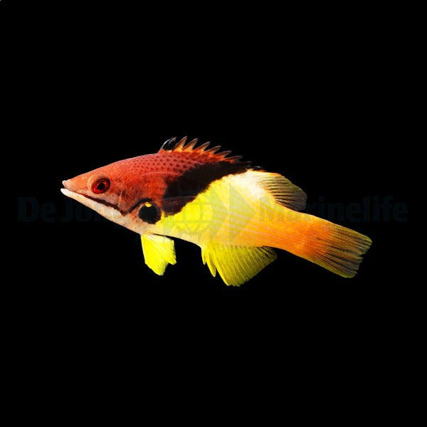 Bodianus mesothorax