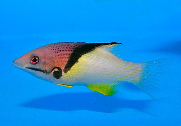 Bodianus mesothorax