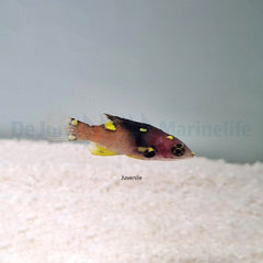 Bodianus mesothorax