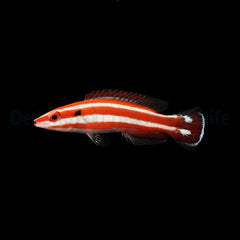 Bodianus opercularis